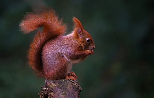 Nature, background, protein, rodent