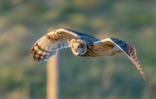 Background, owl, bird, wings, flight, Short-eared owl
