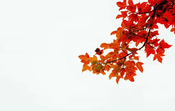 Picture autumn, white, leaves, branches, stem, red leaves