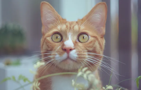 Cat, cat, look, portrait, red, face, stems, bokeh