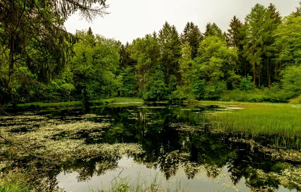 Picture greens, forest, summer, trees, algae, lake, pond, reflection