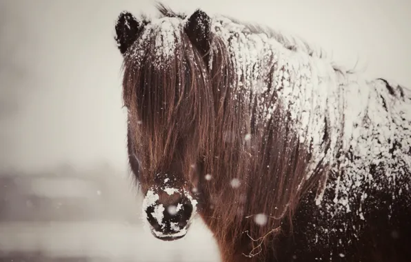 Picture snow, horse, horse, mane