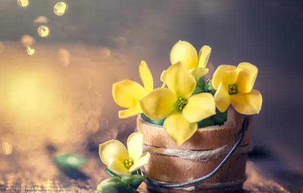 Macro, flowers, bokeh, bucket