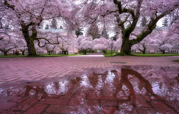 Trees, flowers, the city, Park, reflection, branch, tile, spring