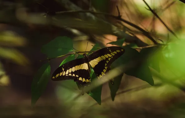 Leaves, microsemi, butterfly, wings, insect, beautiful, closeup