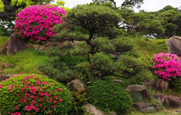 Flowers, Park, stones, garden, the bushes, rhododendron