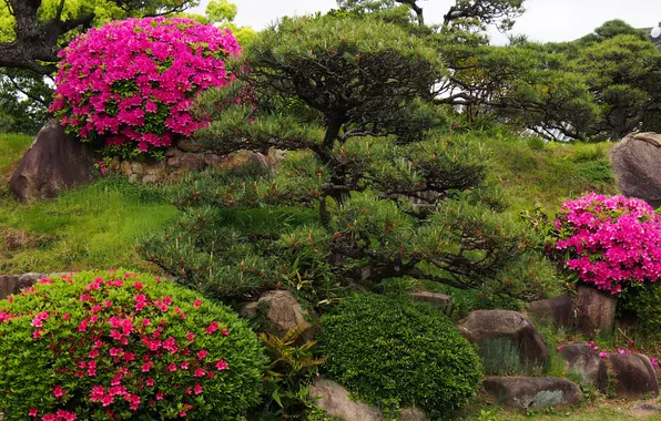 Picture flowers, Park, stones, garden, the bushes, rhododendrons