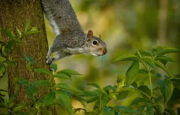 Greens, look, leaves, pose, tree, protein, trunk, grey