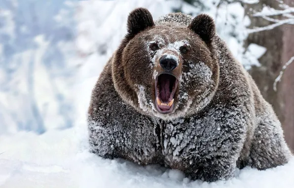 Picture animals, winter, snow, bears, animal themes, cold temperature, ..brown bear