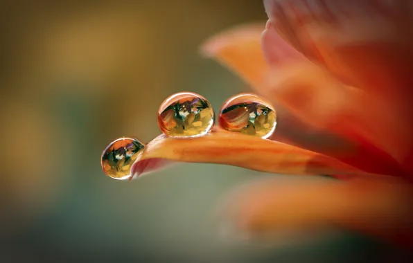 Picture flower, drops, background, petals