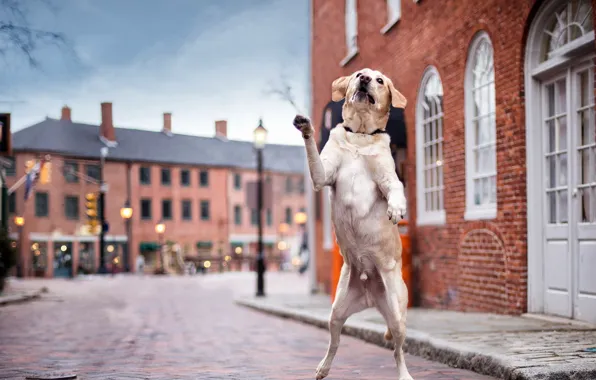 Picture street, dog, Dancin' in the Streets