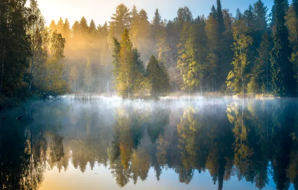 Autumn, forest, trees, fog, lake, reflection, dawn, morning