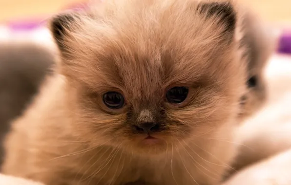 Cat, look, close-up, kitty, portrait, baby, muzzle, bokeh
