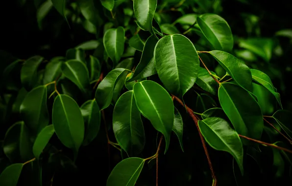 Picture leaves, branches, ficus