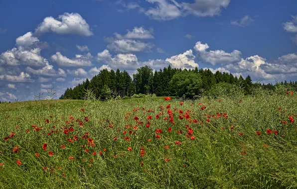 Greens, field, forest, summer, the sky, clouds, flowers, blue