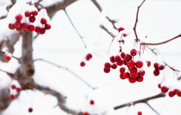 Picture winter, macro, snow, branches, red, berries, background, tree