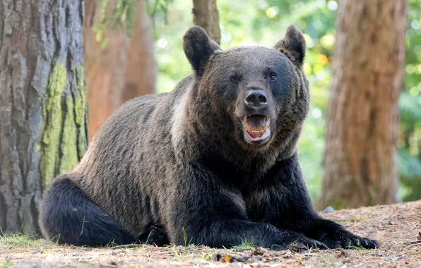 Forest, bear, mouth, lies