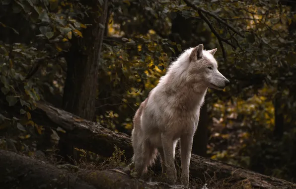Nature, snow, predator, face, animal, wolf, wildlife, portrait