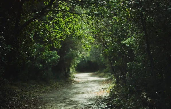 Road, summer, trees, Park