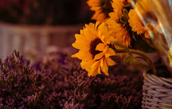 Picture sunflowers, flowers, yellow, nature, the dark background, bouquet, basket, sunflower