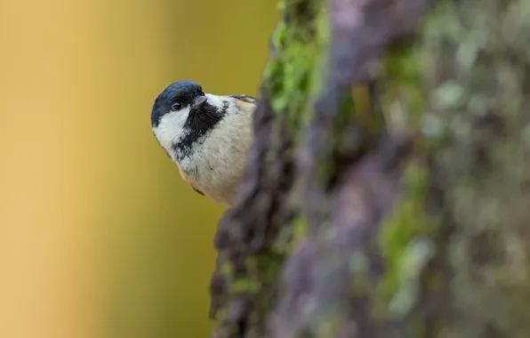 Tree, bird, tit