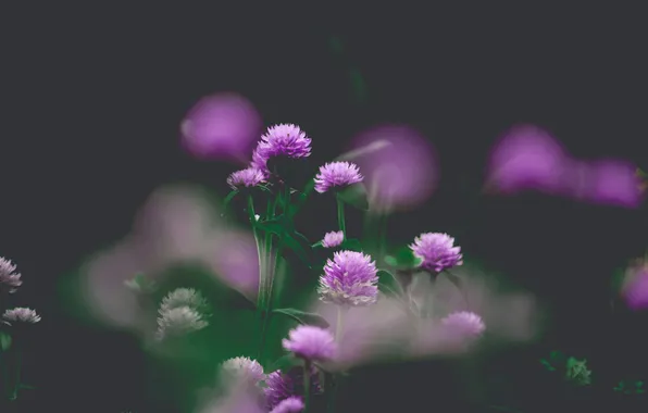 Macro, Flowers, Flower, Background, Purple, Blur, Background, Globe amaranth