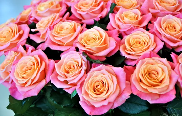 Picture roses, bouquet, buds