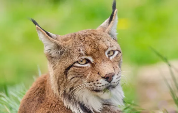 Picture grass, look, face, portrait, lynx, wild cat, green background