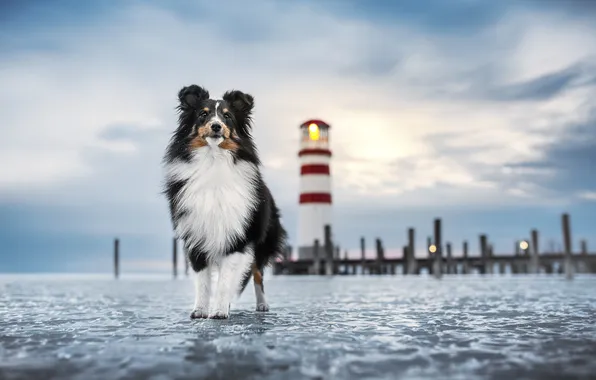 Picture winter, sea, lighthouse, dog, Sheltie, Shetland Sheepdog, ice