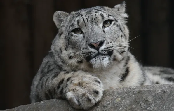 Look, face, the dark background, paw, portrait, lies, IRBIS, snow leopard