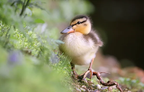 Nature, duck, chick, duck