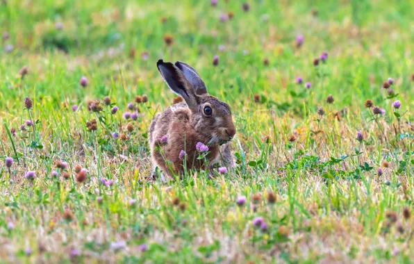Summer, nature, hare