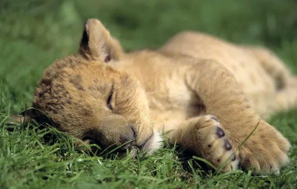 Picture animals, kids, wild cats, lions, wild cats, the sleeping lions, leva