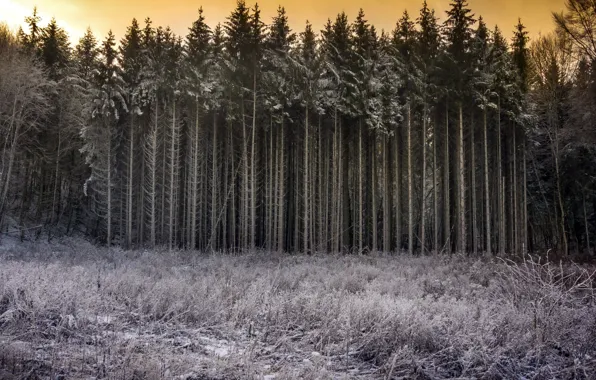 Picture winter, forest, nature
