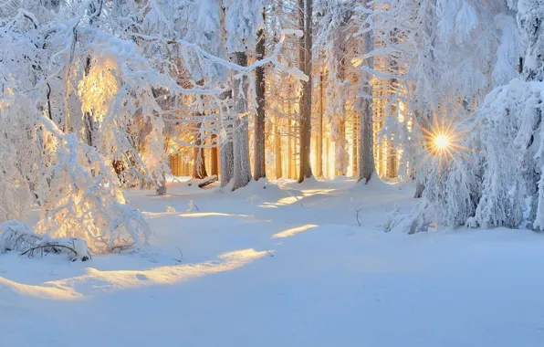 Winter, forest, snow, morning