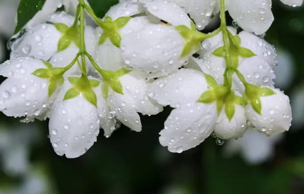 Picture flowers, Rosa, water drops