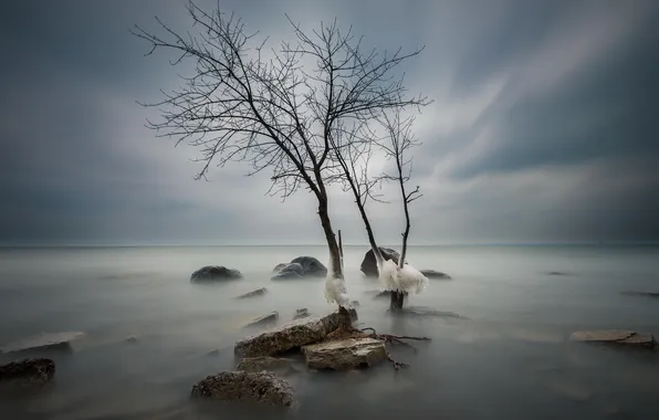 Picture sea, tree, ice