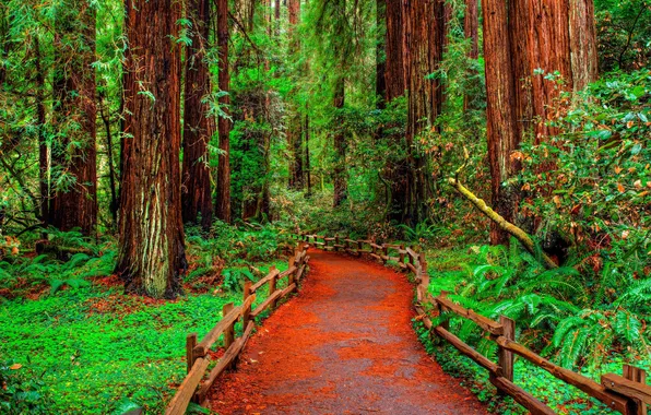 Greens, forest, trees, track, the bushes