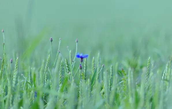 Picture field, flower, grass, meadow