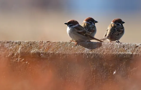 Picture birds, background, sparrows