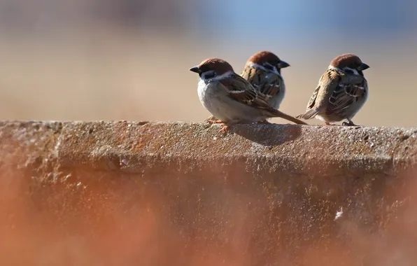 Birds, background, sparrows