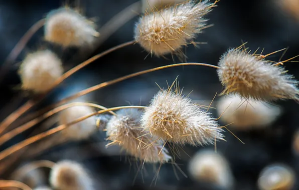 Autumn, nature, plant, stem