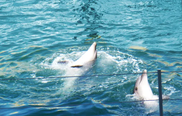 Water, dolphins, Dolphinarium