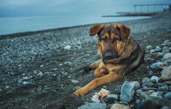 Look, stones, each, shore