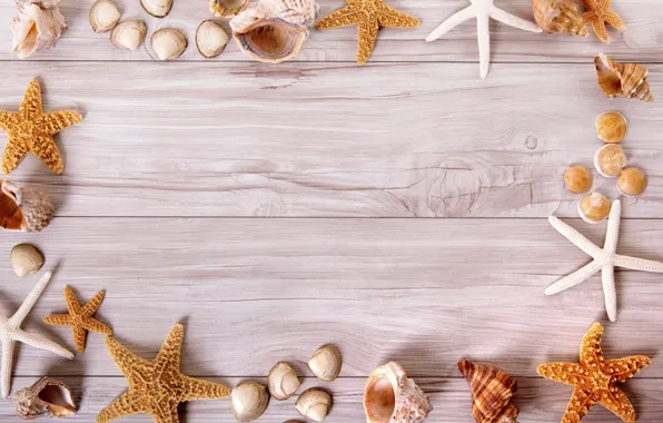 Background, shell, starfish