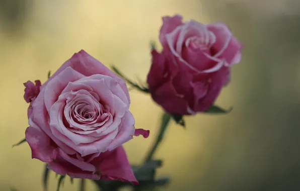Macro, flowers, photo, pink, rose, roses, blur