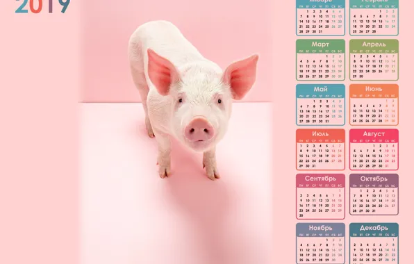Picture pig, pig, calendar for 2019