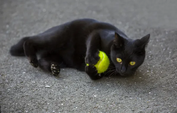 Eyes, cat, look, black, the ball