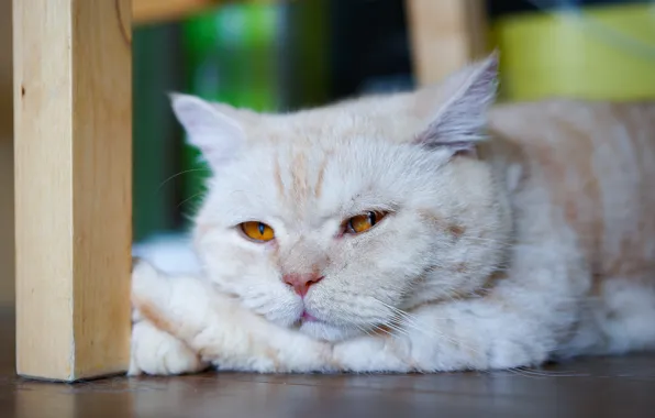 Sadness, cat, cat, face, background, stay, portrait, floor
