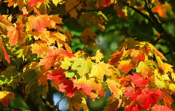 Picture autumn, leaves, maple